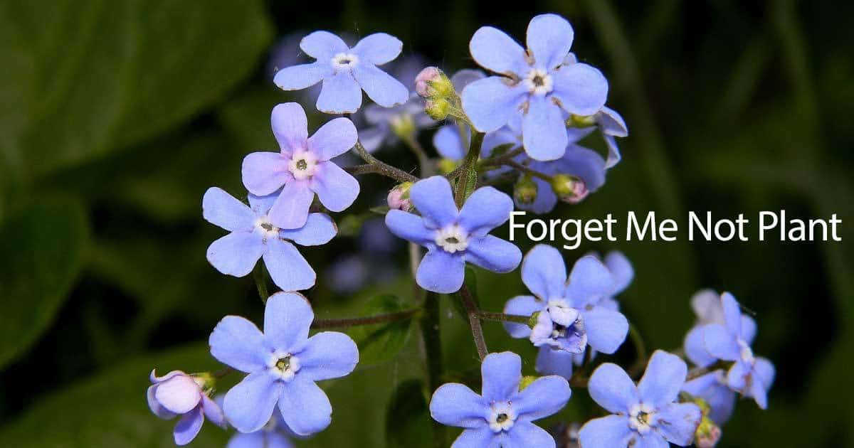 How to Grow and Care for Forget-Me-Not