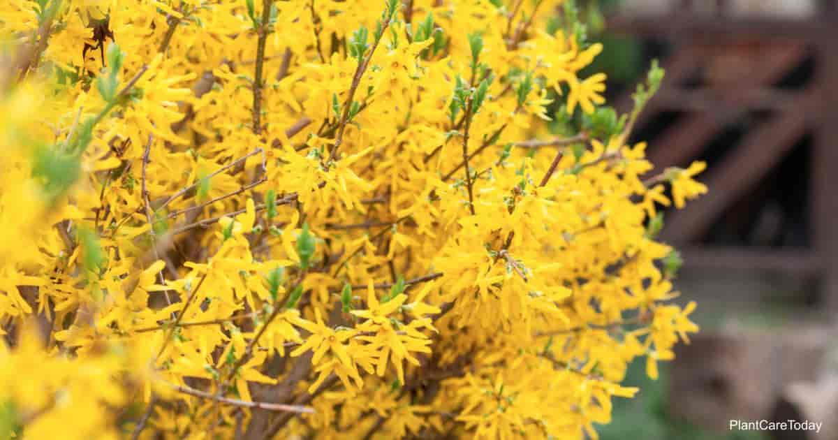 bright yellow blooms of the Forsythia bush