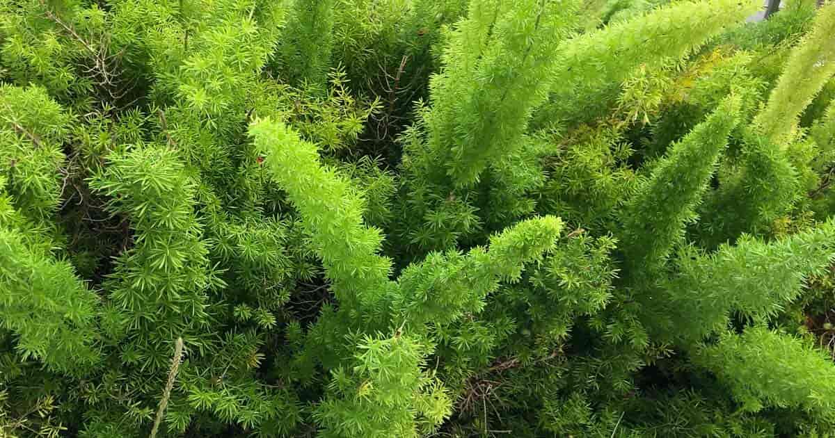 Foxtail Asparagus Fern på Disney World Orlando, Florida