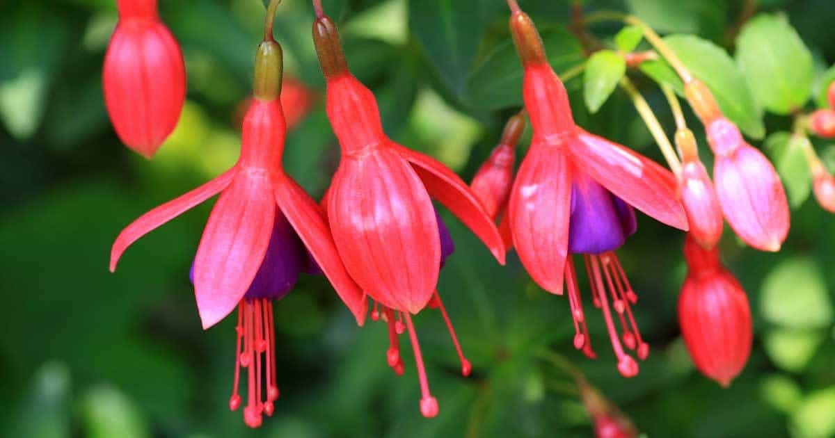 fuchsia plant care blooming