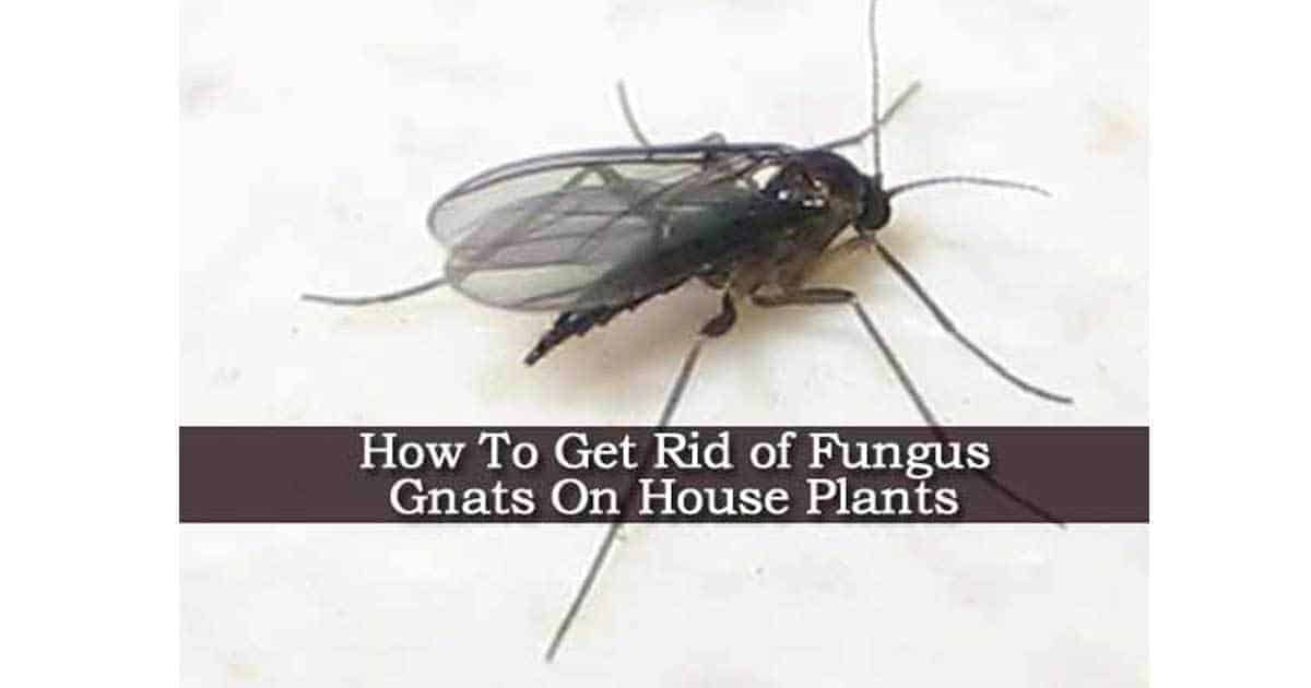 How To Rid Of Small Black Flies On Indoor Plants