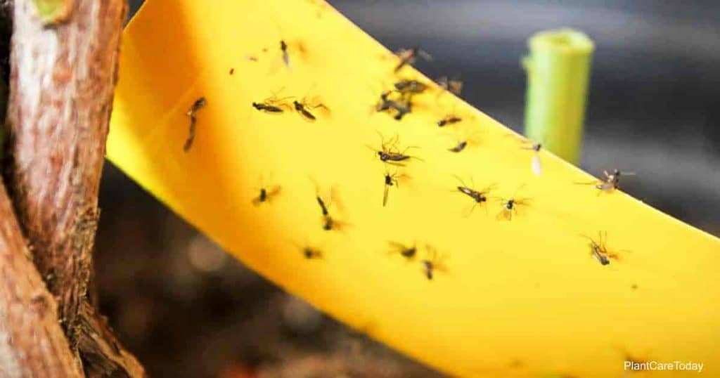 How To Effectively Control Fungus Gnats Using Cinnamon