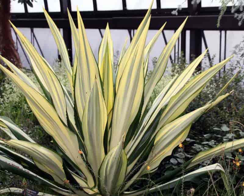 False Agave plant - Furcraea