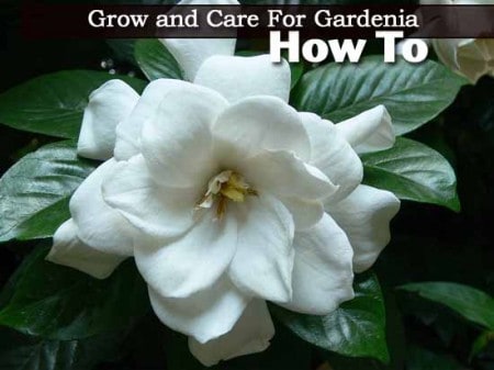 How To Grow and Care For Gardenia Plants