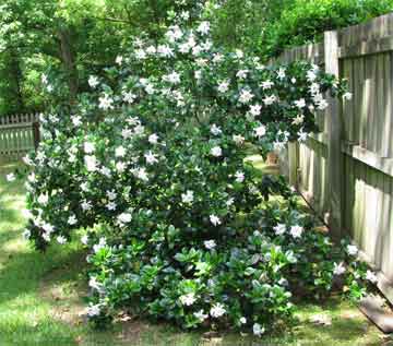 How do you take care of gardenias?