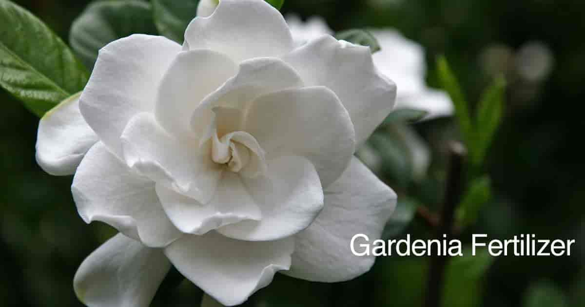 Gardenia Fertilizer Feeding The Acid Loving Gardenia Plant