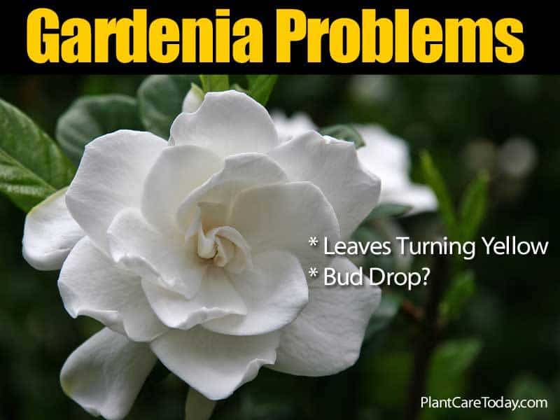 Gardenia Pests Diseases Leaves Turning Brown More