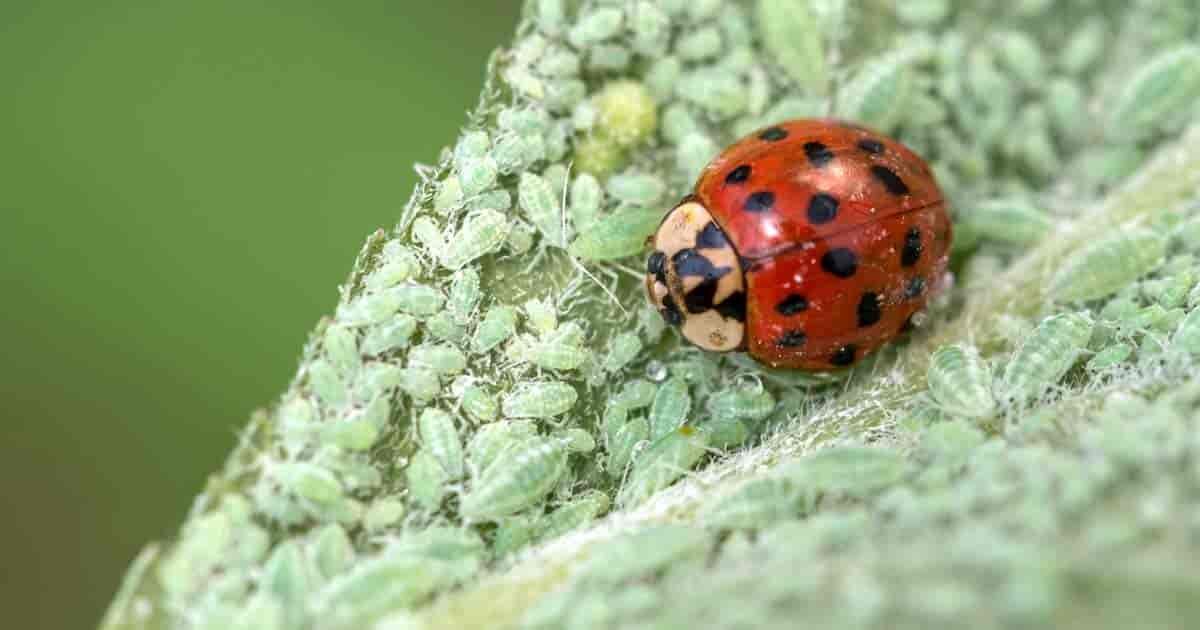 Lady bug devouring aphids rapidly