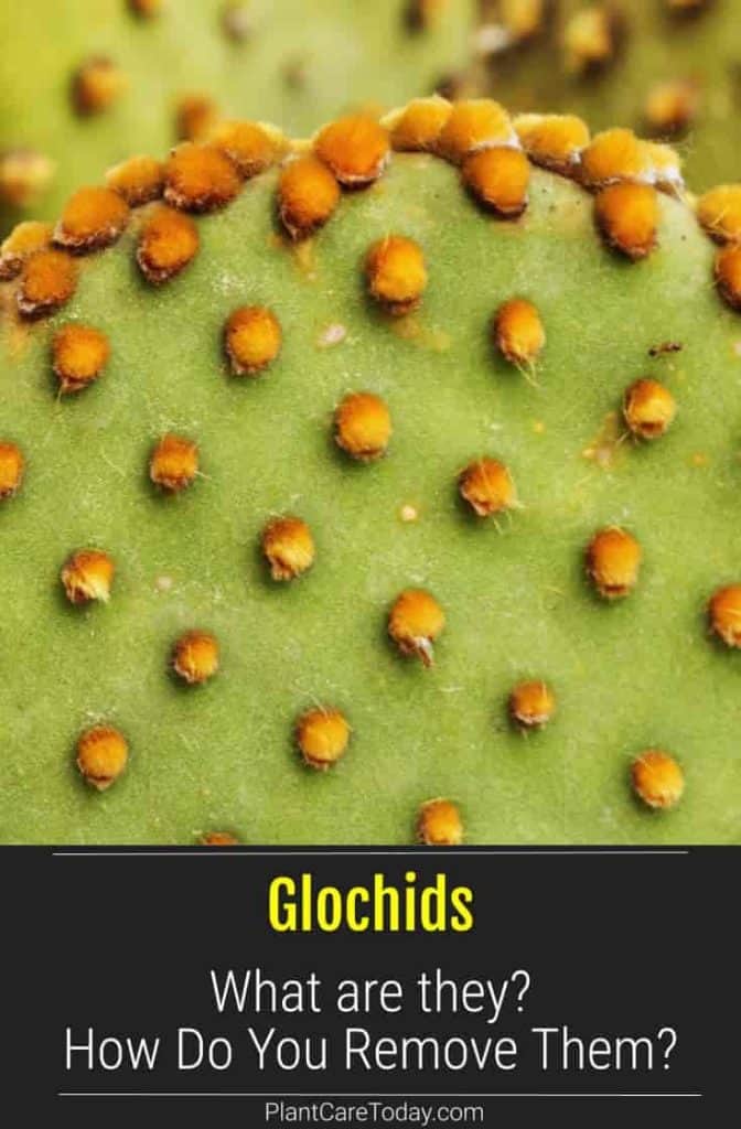 Cactus leaves with their Glochids