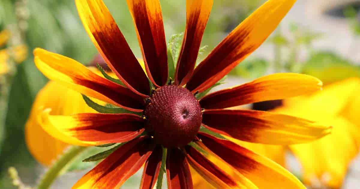 Flowering Rudbeckia Gloriosa Daisy