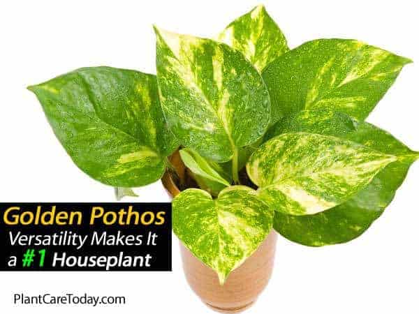 potted pathos plant