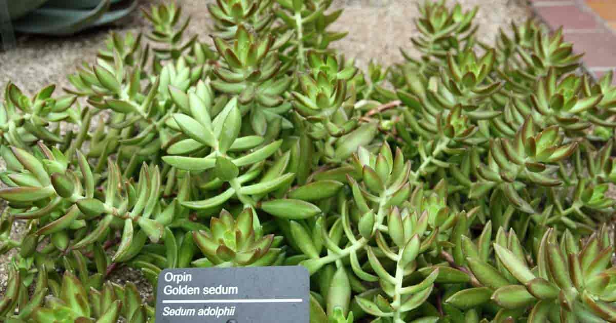 green sedum