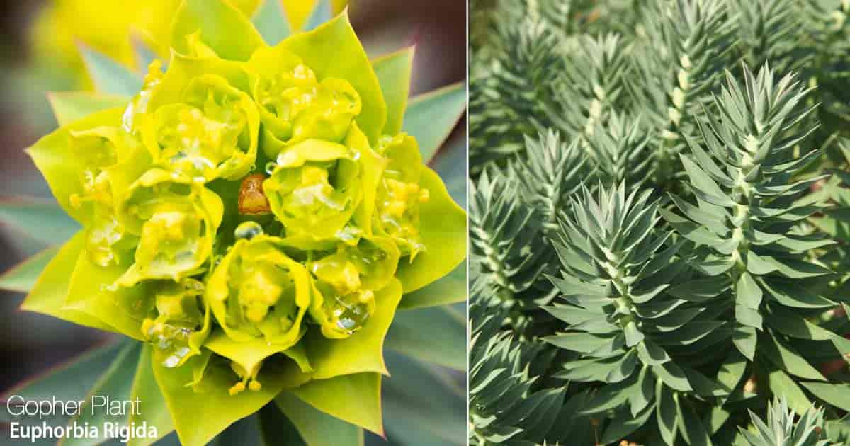 Blomstrende Gopher Spurge - Rigida Euphorbia