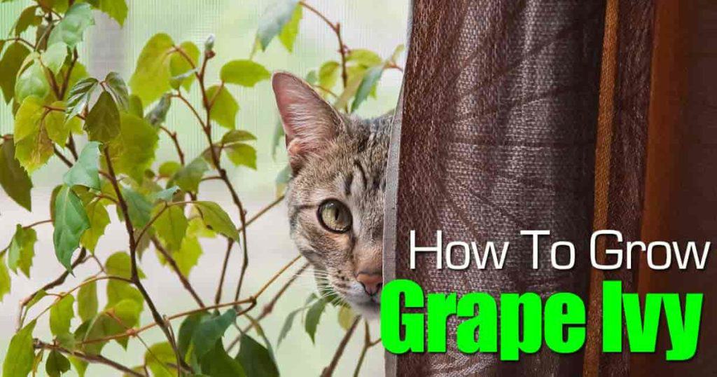 Is Grape Ivy Toxic for Cats?