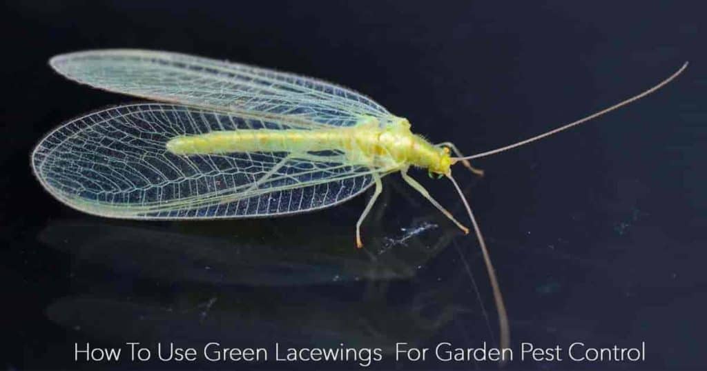 Lace Wings How To Use Green Lacewing For Garden Pest Control