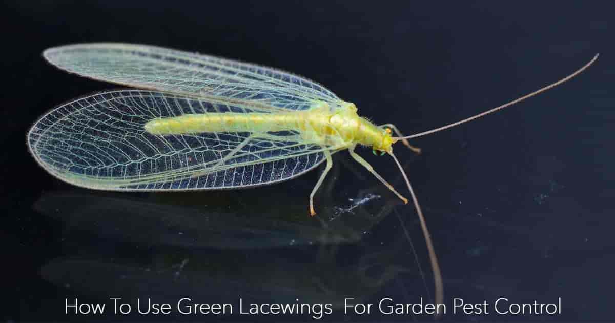 Green Lacewing Beneficial Insect