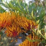Flowering Silk Oak Tree - Grevillea Robusta