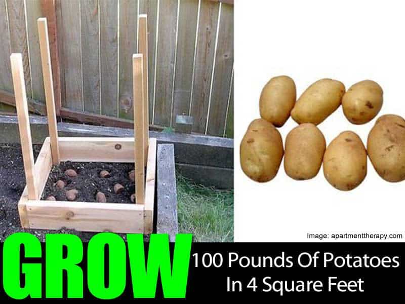 grow-100-pounds-potatoes-063014