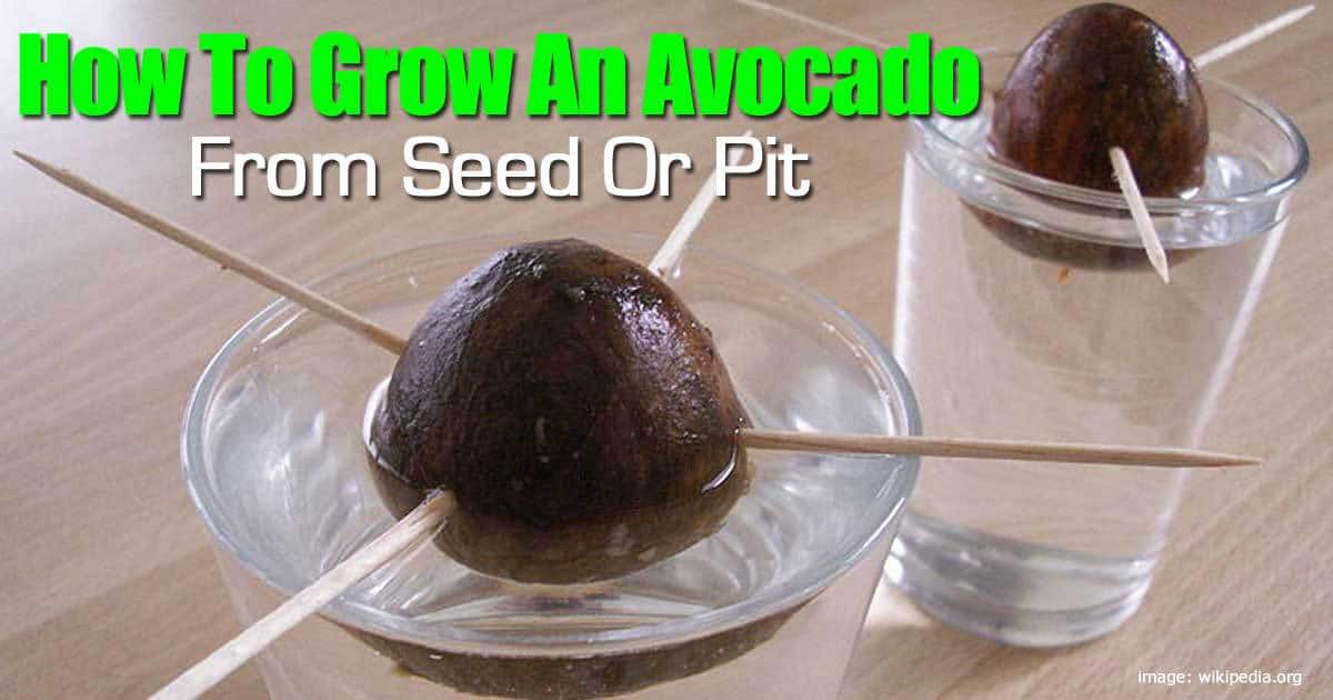 How To Grow An Avocado From Seed Step By Step   Grow Avocado 103114 