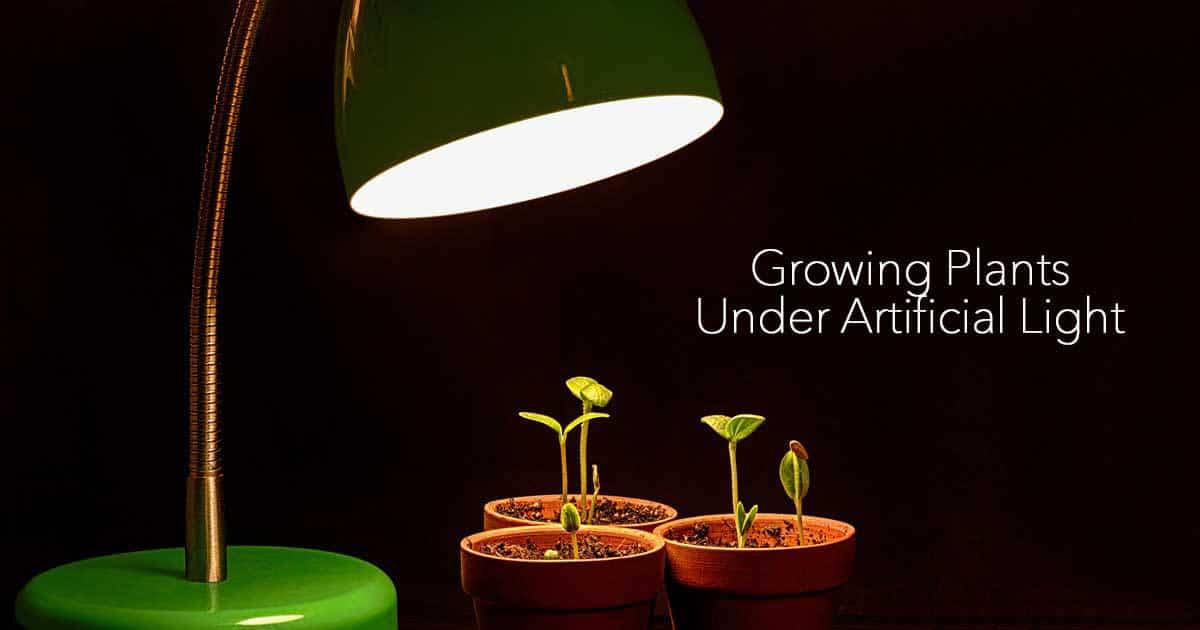 grow plant under artificial light 02282017