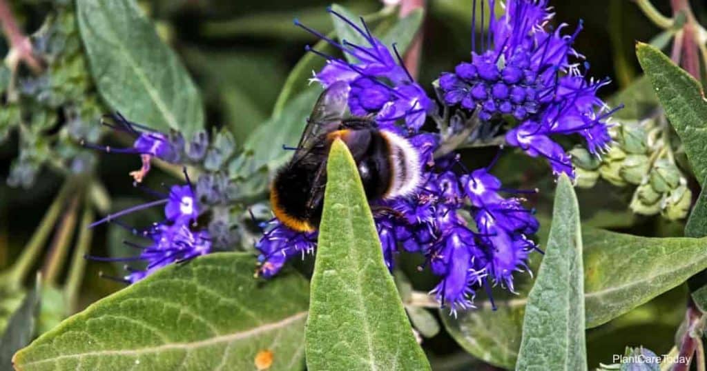 Purple blooming Caryopteris clandonensis