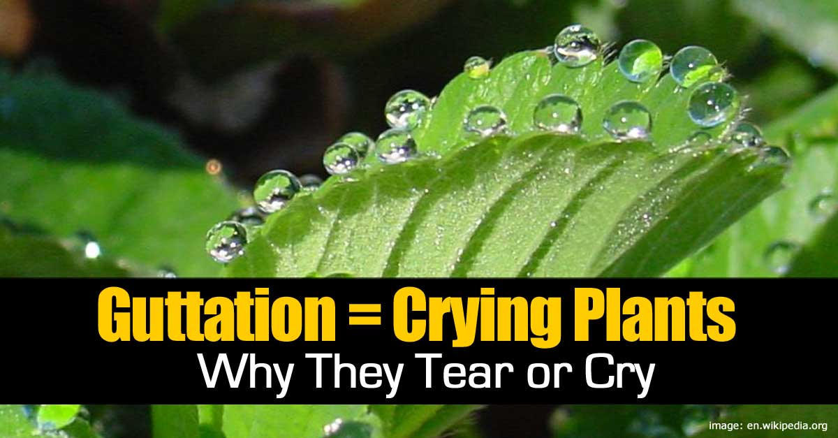 gutattion-crying-plants-093014