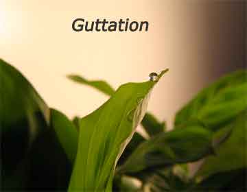 guttation