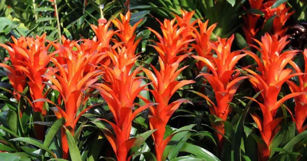 Blooming Guzmania Bromeliads