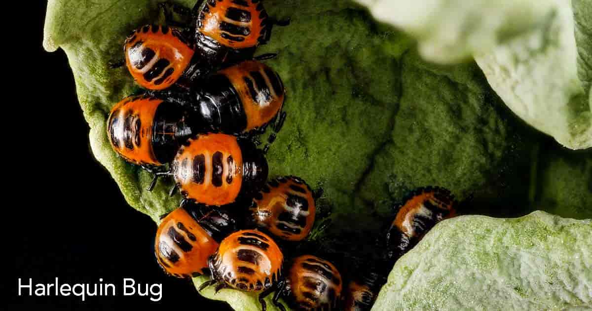 Harlequin bug up close feeding on leaf