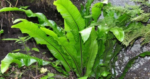 growing harts tongue fern