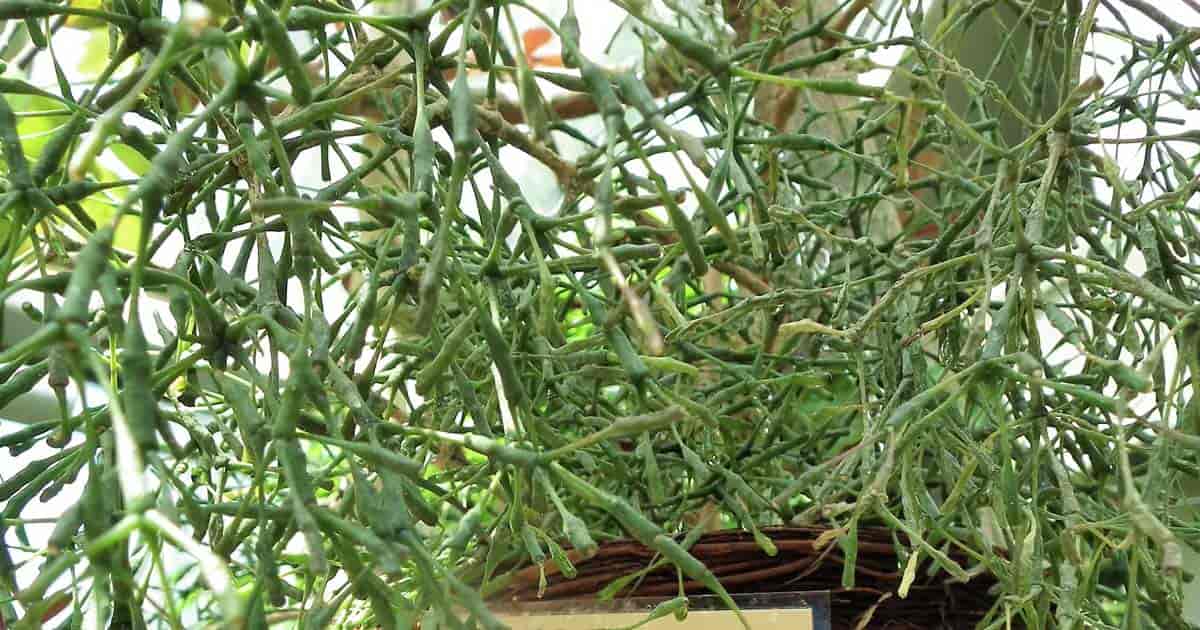 Rhipsalis salicornioides Hatiora salicornioides 6 Dancing Bones Cactus