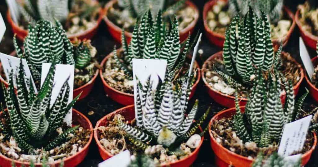 potted Haworthia (Haworthiopsis fasciata)