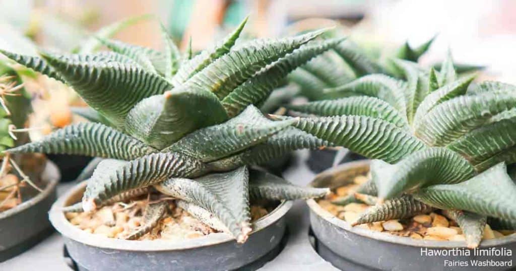 Haworthia limifolia potted