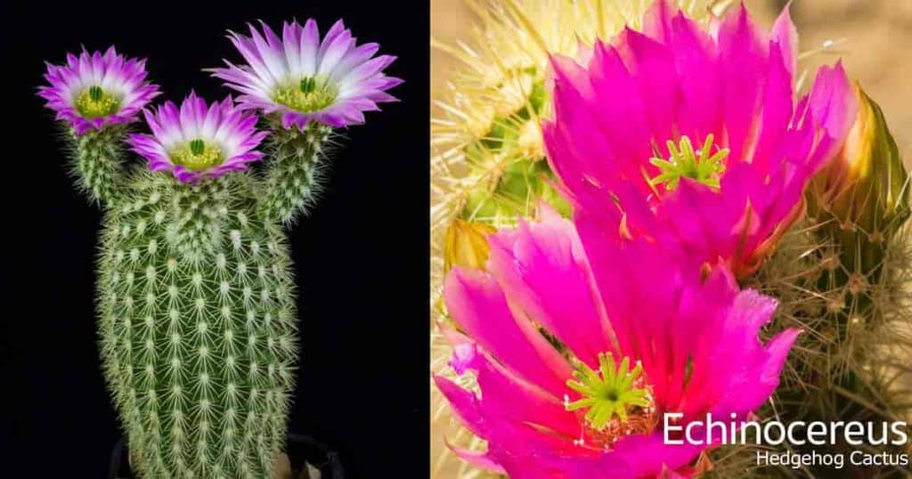 flowering Hedgehog Echinocereus cactus