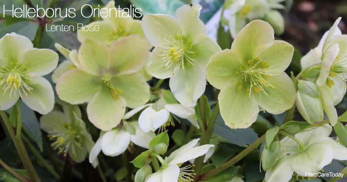 Flowering Lenten Rose Plant (Helleborus Orientalis)