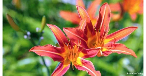 flowers of Hemerocallis fulva