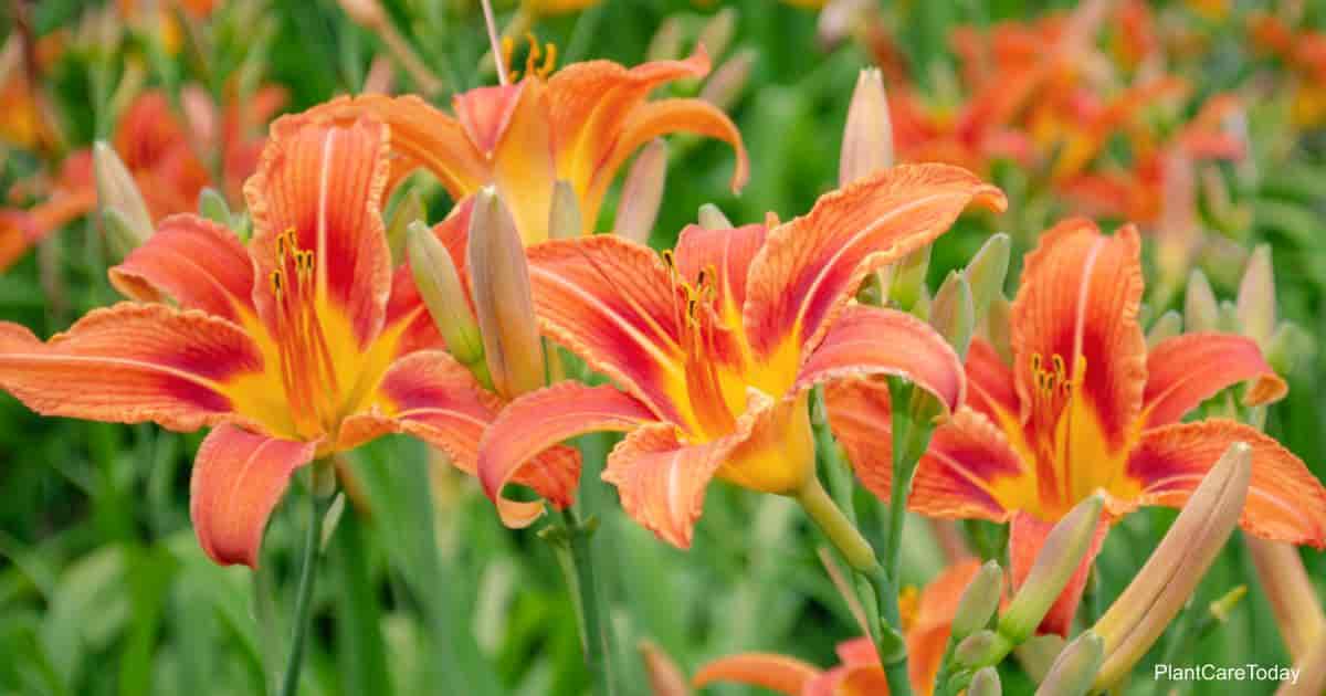 group of orange flowering Hemerocallis fulva