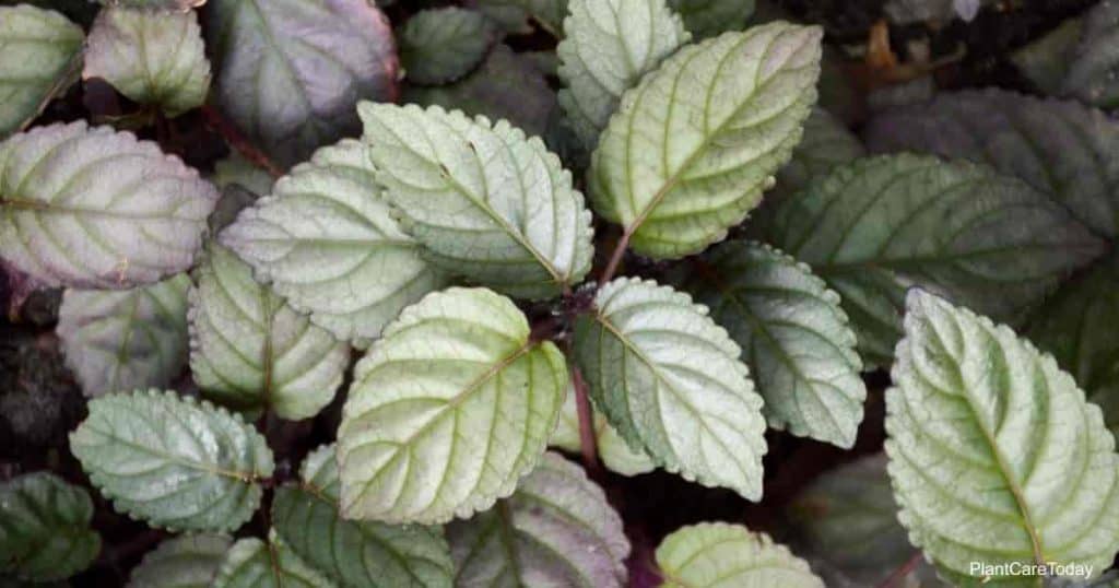 attractive foliage of the purple waffle plant aka Hemigraphis alternata