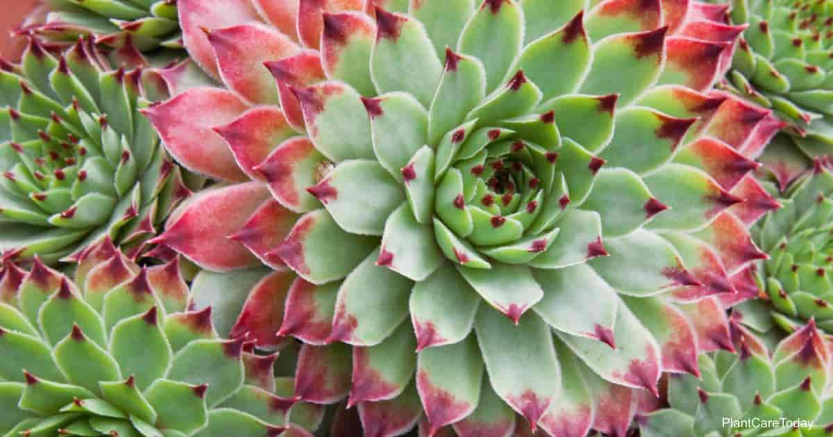 are succulents toxic to dogs