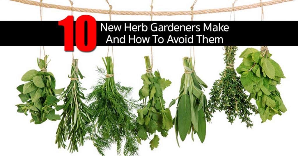 herbs hanging to dry