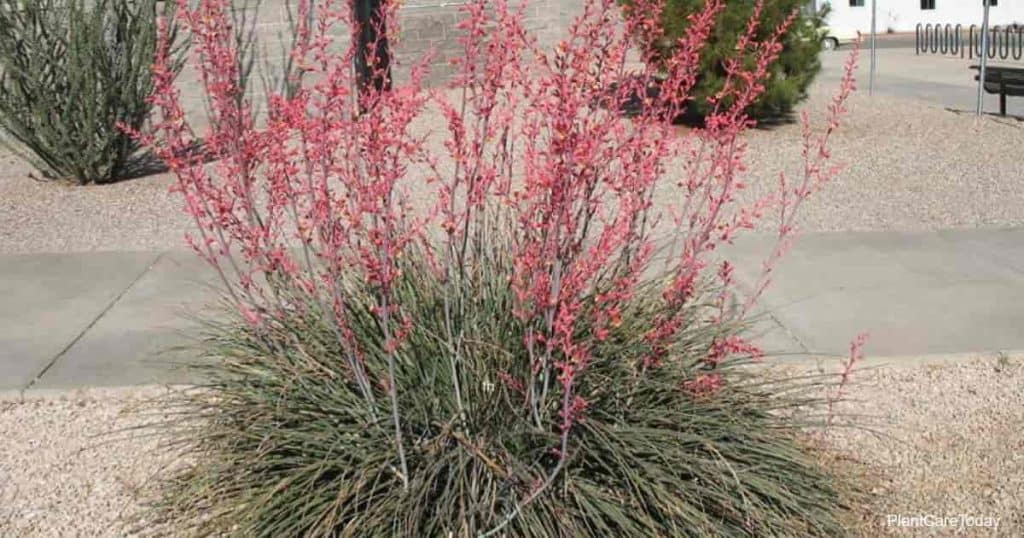 red yucca plant care