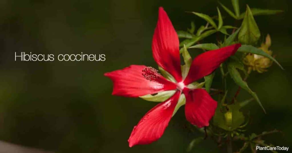 Rot blühender Texas Star Hibiscus - Hibiscus Coccineus