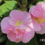 Flowering Hibiscus Mutabilis aka Confederate Rose