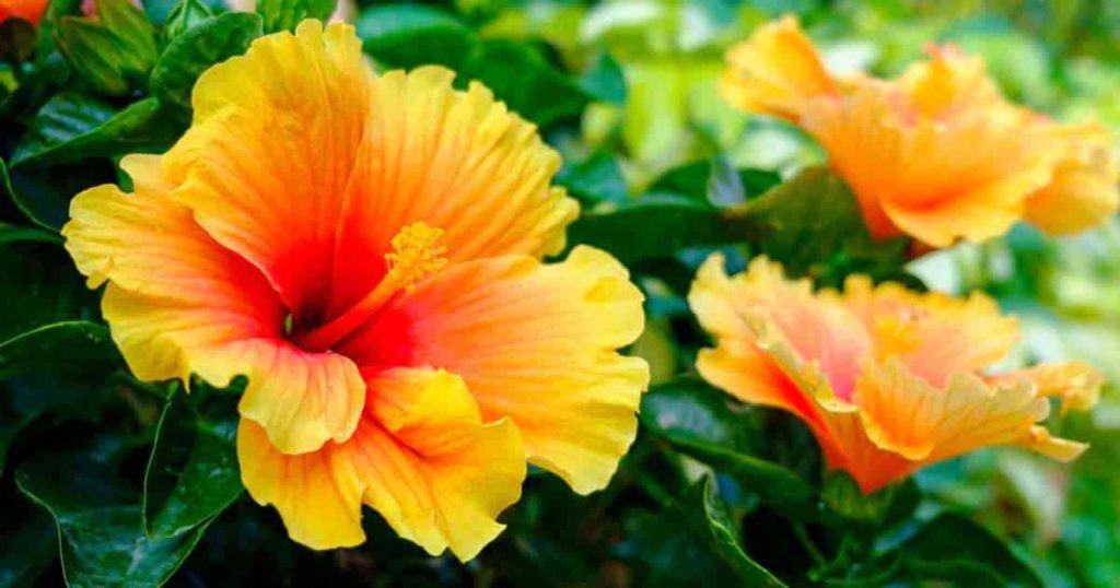 orange hibiscus bloom