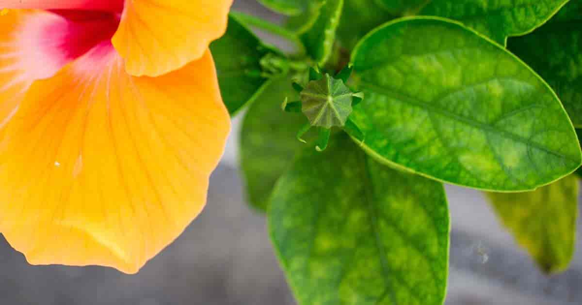 Hibiscus leaf deals