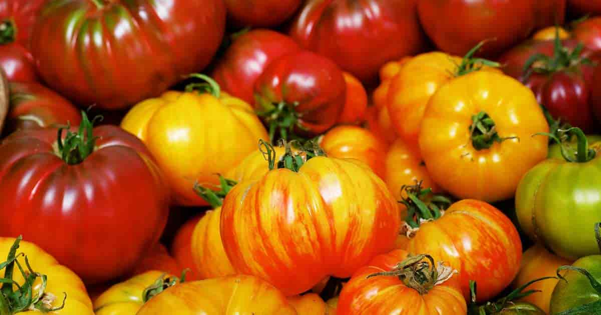 Steps for Growing Tomatoes Successfully in San Antonio Texas