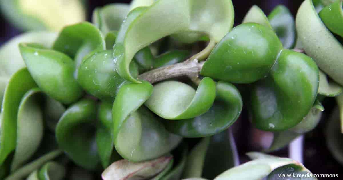 Close up of the Hoya Rope plant