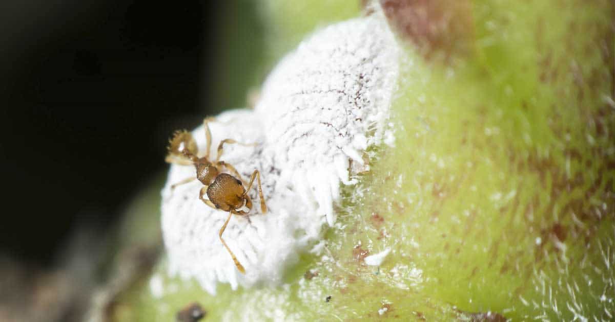 La cochenille farineuse se nourrit du dessous des feuilles