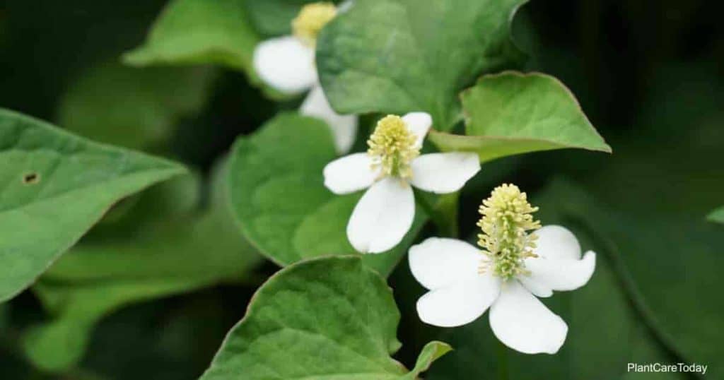 Flowering Houttuynia cordata (Chameleon plant)