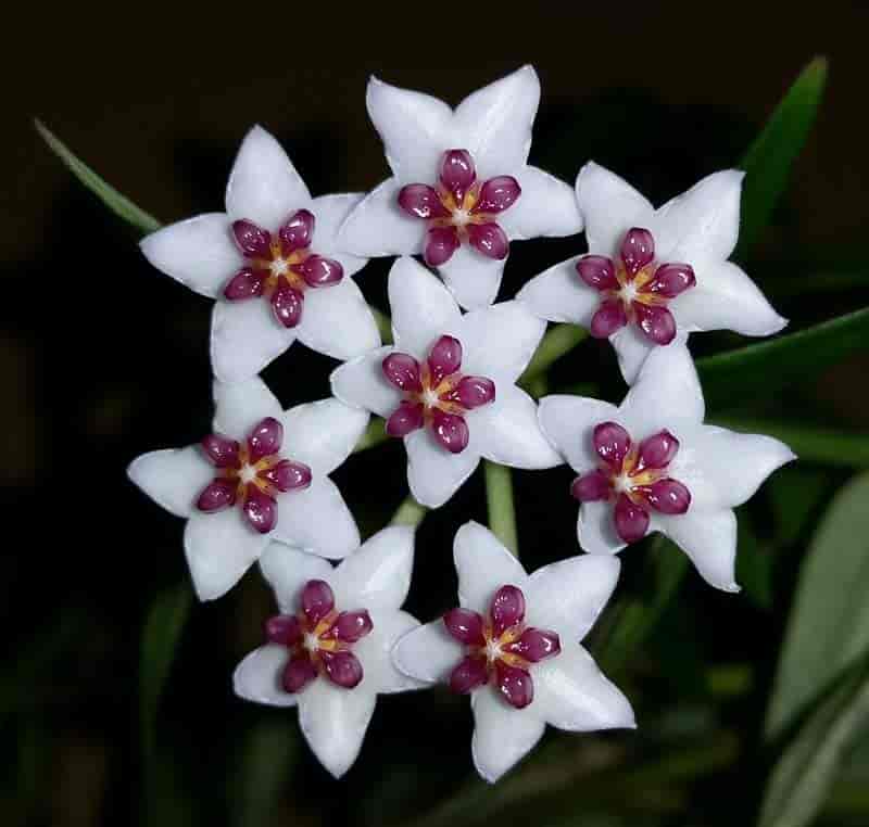 Wax Flower Plant